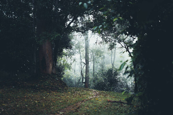 Лес утром Тропа в лес
 