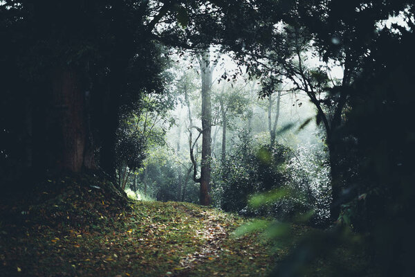 Forest in the morning The path to the forest 