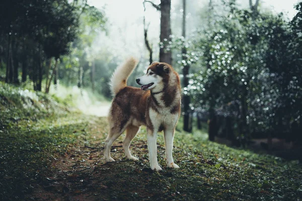 私の犬は午前中に森の中を歩く — ストック写真