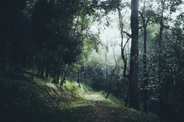 Floresta Pela Manhã Caminho Para Floresta — Fotografia de Stock
