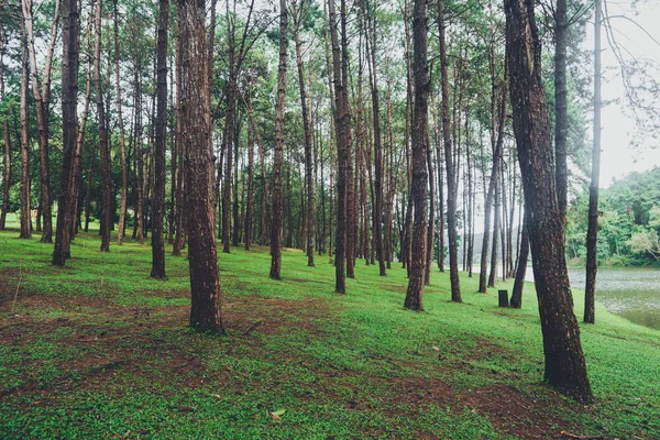 Pang Ung Reservoir Reis Reservoir Dennenbos — Stockfoto