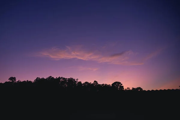 Ciel Voie Lactée Nuit Dans Forêt — Photo