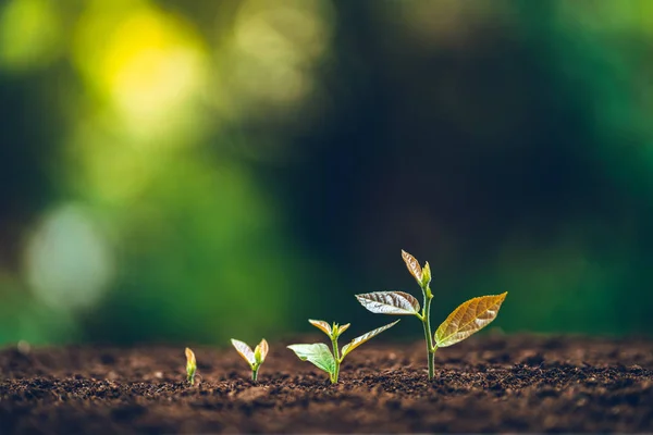 Arbre Croissance Jeune Plante Fond Vert Naturel — Photo