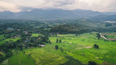 Pai yukarıdan Yeşil pirinç tarlaları