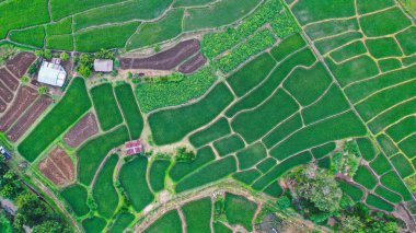 Pai yukarıdan Yeşil pirinç tarlaları