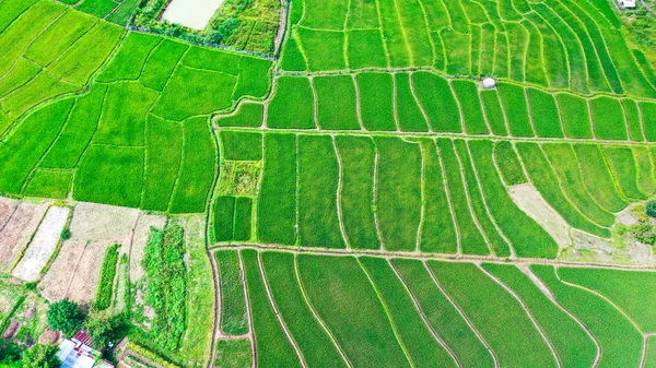 Зелені Рисові Поля Зверху Пай — стокове фото