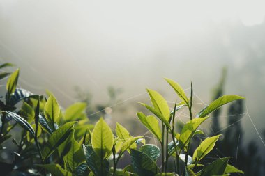 Çay yaprakları, sabah taze Assam çayı