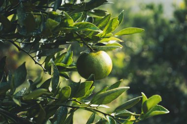 Sabah yeşil bahçesinde Portakal