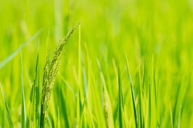 Sabah pirinç tarlaları.