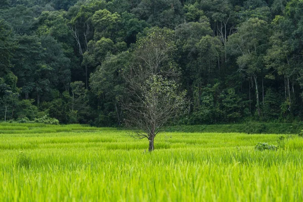 Зелені Рисові Поля Рис Вранці — стокове фото