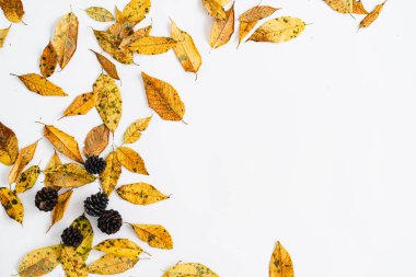 Sarı yapraklar beyaz ve sonbaharda ve bir fincan kahve