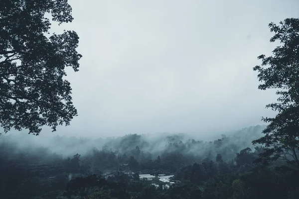 Στην Ομίχλη Και Στο Τροπικό Δάσος Σκοτάδι — Φωτογραφία Αρχείου