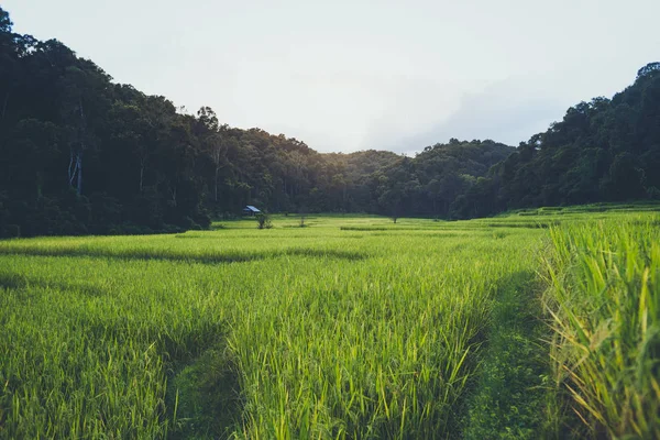 Green Rice Fields Rice Morning — ストック写真