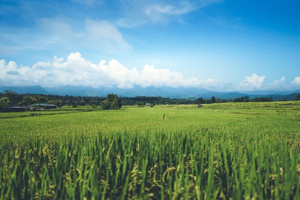 Green Rice Fields Rice Morning — ストック写真