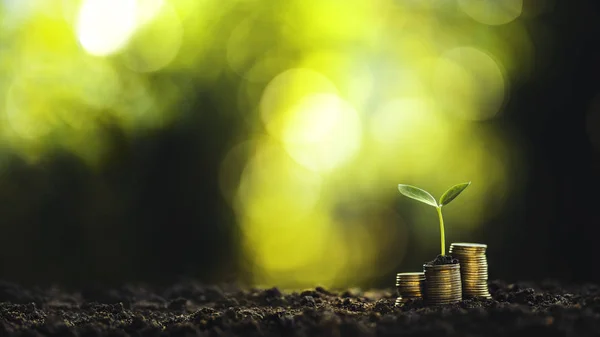 成長するお金 コインと木自然緑の背景 — ストック写真