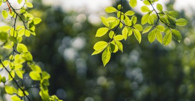 Yapraklar yeşil filizleniyor Yağmurdan sonra doğada