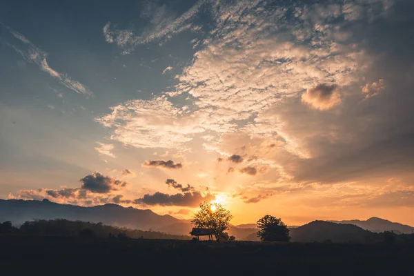 Krajina Krávy Pole Večerní Světlo Zlatá Hodina — Stock fotografie