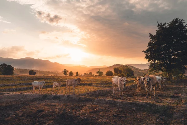 Land Kuhfelder Und Abendlicht Goldene Stunde — Stockfoto