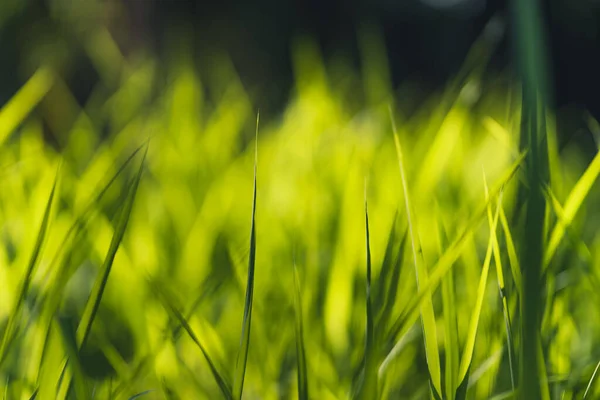 Hierba Hojas Verdes Luz Natural Por Noche — Foto de Stock