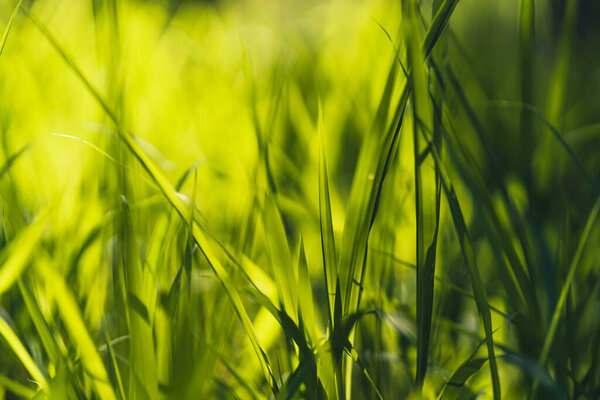 Трава и зеленые листья
