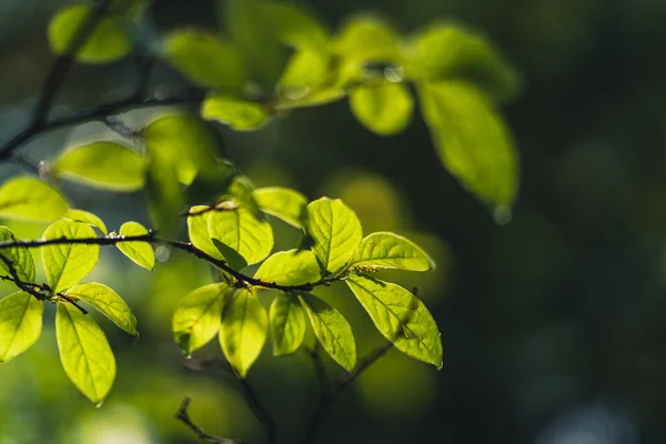 leaves-Green sprouting leaves In nature after the rain