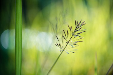 Haşhaş çiçeği, yeşil tarladaki çim çiçeklerini kapat.