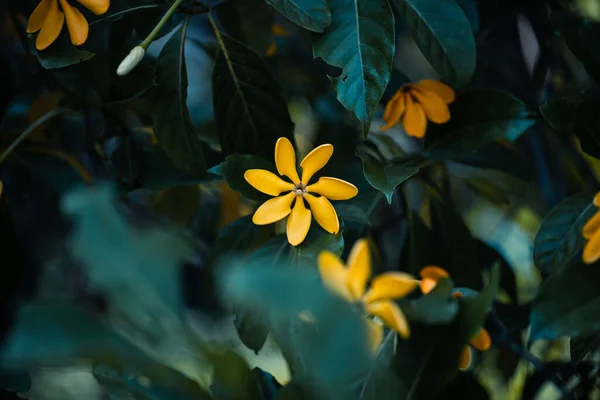 Sárga Virág Közeledik Sötét Tónusban — Stock Fotó