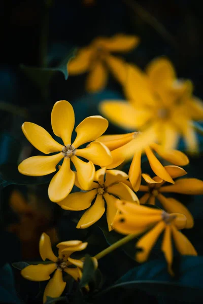 Flor Amarilla Cerca Tono Oscuro — Foto de Stock