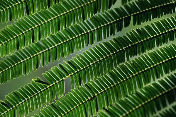 Close Verde Escuro Folhas Fundo Preto — Fotografia de Stock