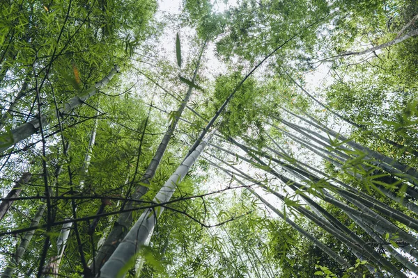 Bamboe Bomen Het Bos Groen Natuur — Stockfoto