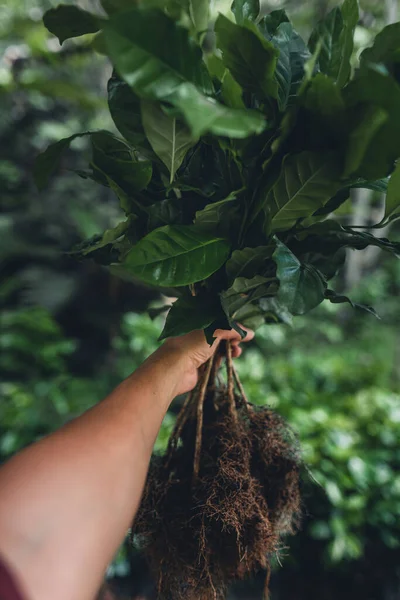 Pohon Kopi Muda Ditanam Bawah Naungan Pohon Pohon Besar — Stok Foto