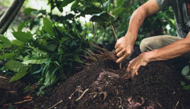 Genç kahve ağaçları büyük ağaçların gölgesinin altında dikilir.