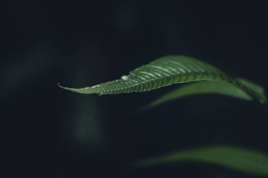 Asya ormanlarının arka planında koyu yeşil yaprakların yakın çekimi