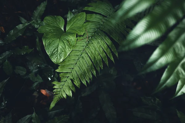 Primer Plano Hojas Verdes Oscuras Helecho Fondo Del Bosque Asiático — Foto de Stock