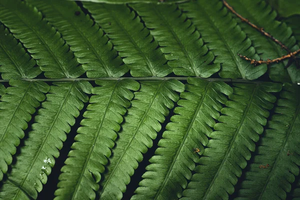 Close Dark Green Leaves Fern Asian Forest Background — Stock fotografie