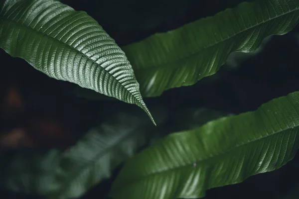 Primer Plano Hojas Verdes Oscuras Helecho Fondo Del Bosque Asiático — Foto de Stock