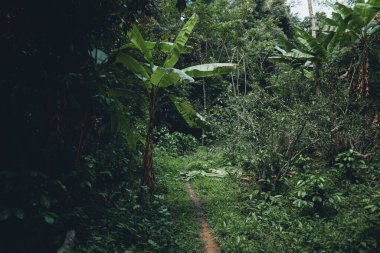 Asya ormanlarının arka planında koyu yeşil yaprakların yakın çekimi