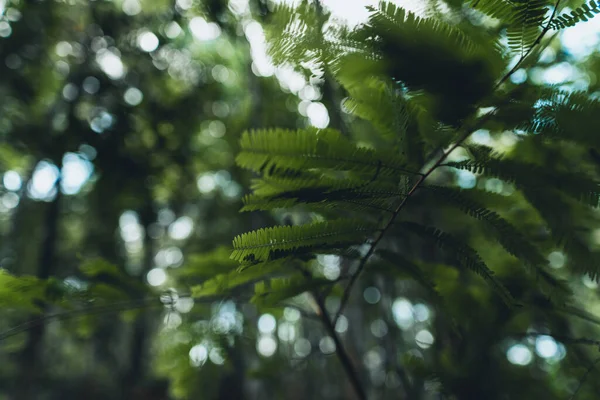 アジアの森の中の濃い緑の葉のシダのクローズアップ — ストック写真