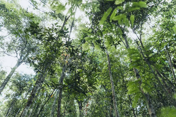 Bosque Siendo Plantado Bajo Sombra Gran Árbol — Foto de Stock