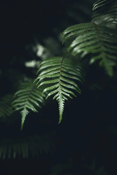 Primer Plano Hojas Verdes Oscuras Helecho Fondo Del Bosque Asiático — Foto de Stock