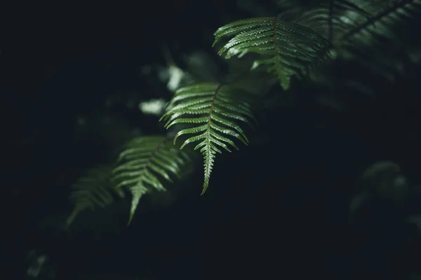 亚洲森林背景下的深绿色蕨叶特写 — 图库照片