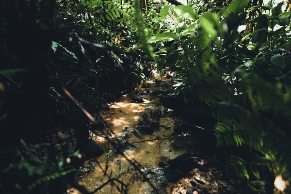 Темно Зелене Листя Ферн Азійському Тлі Лісу — стокове фото