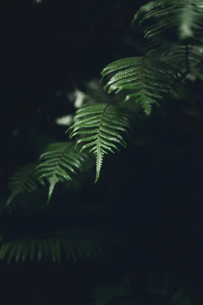 亚洲森林背景下的深绿色蕨叶特写 — 图库照片