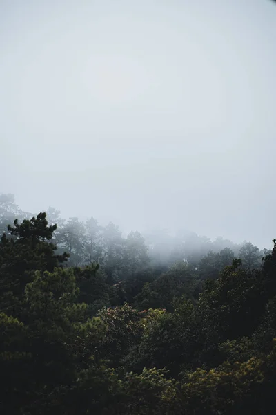 Niebla Las Montañas Árboles Verdes Después Lluvia — Foto de Stock