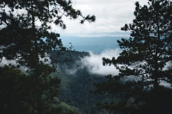 雨後の山霧と緑の木 — ストック写真