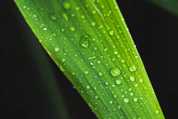 Gotas Agua Las Hojas Verde Temporada Lluvias — Foto de Stock