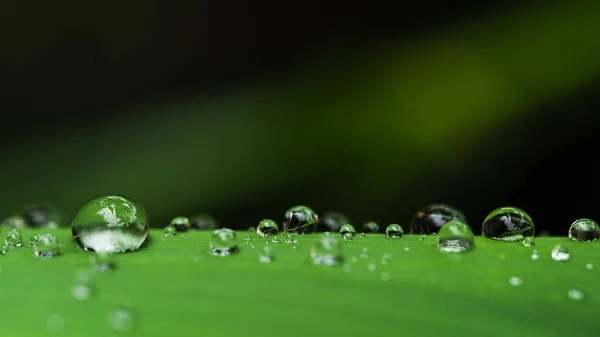 Gotas Agua Las Hojas Verde Temporada Lluvias — Foto de Stock
