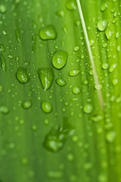 Gotas Agua Las Hojas Verde Temporada Lluvias — Foto de Stock