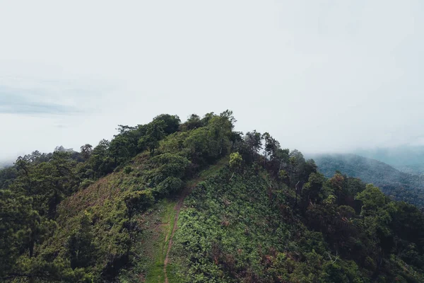 雨の後の山と緑の木 — ストック写真