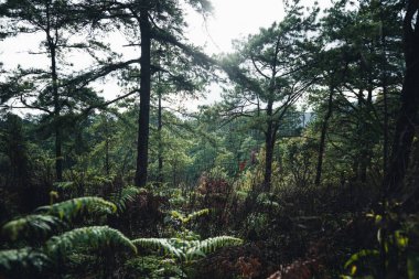 Güney Asya 'da yağmur mevsiminde ormanlar, ağaçlar ve dağlar